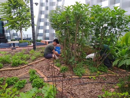 Hydroponic und roofgardening in Singapur.